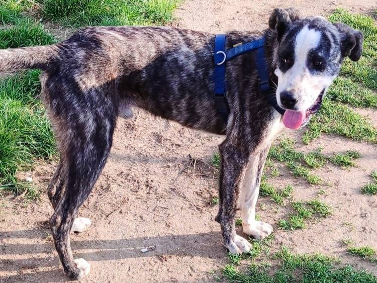 Adotta un cane, taglia media, maschio, Genova