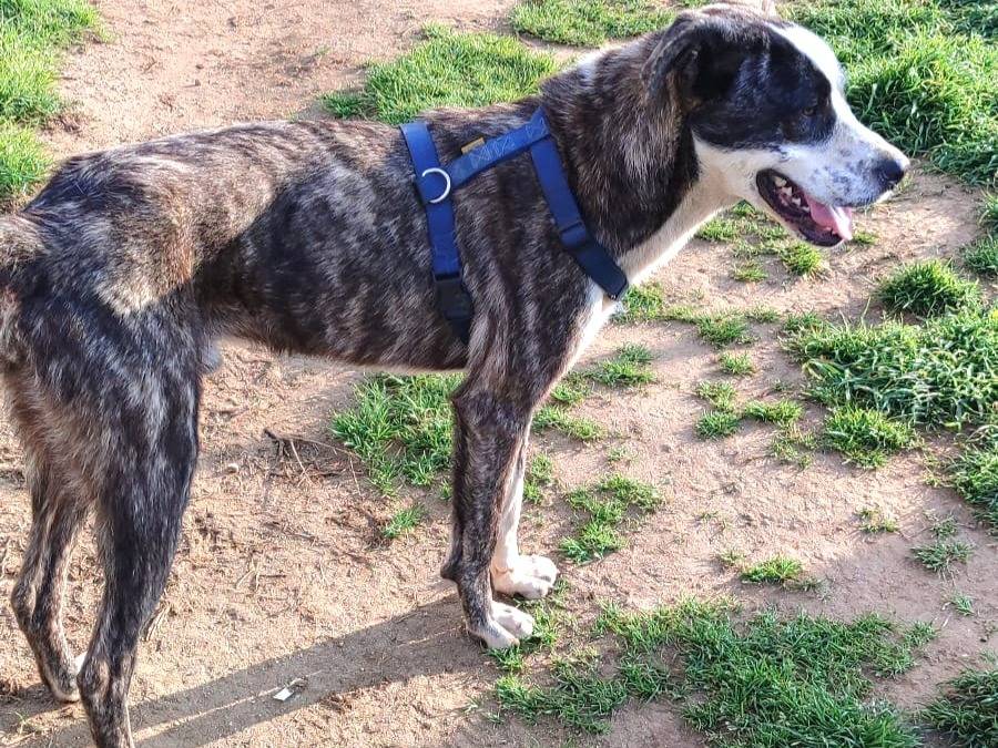 Vuoi adottare un cane a Genova?