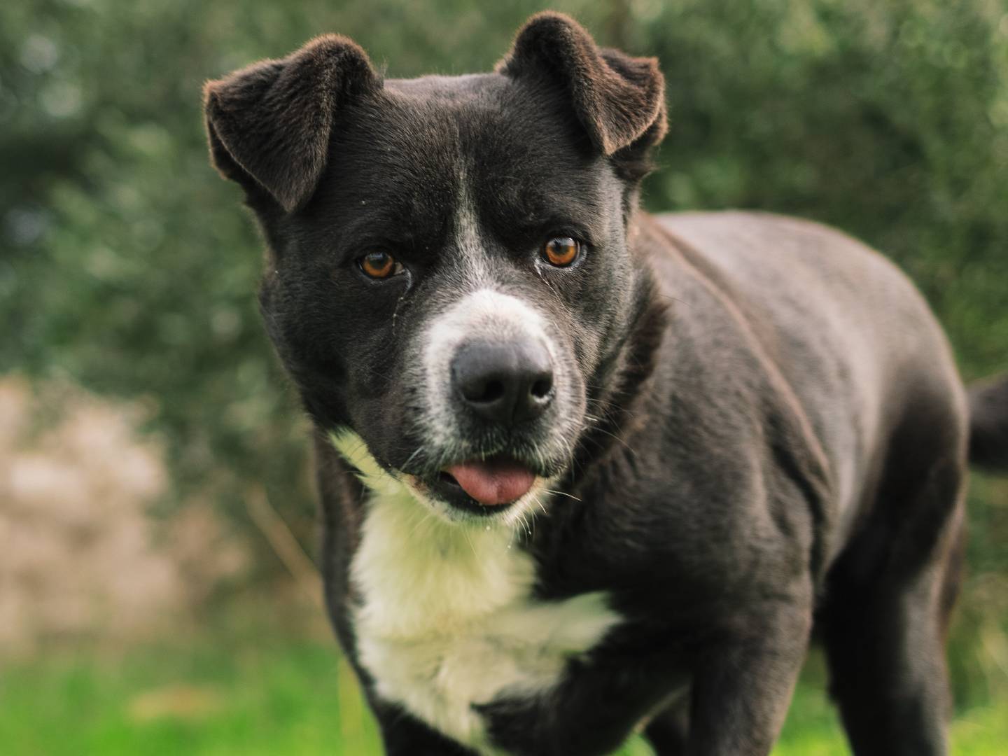 Adozione cane, maschio, Razza sconosciuta Razza sconosciuta, 6 anni, taglia grande, Bari