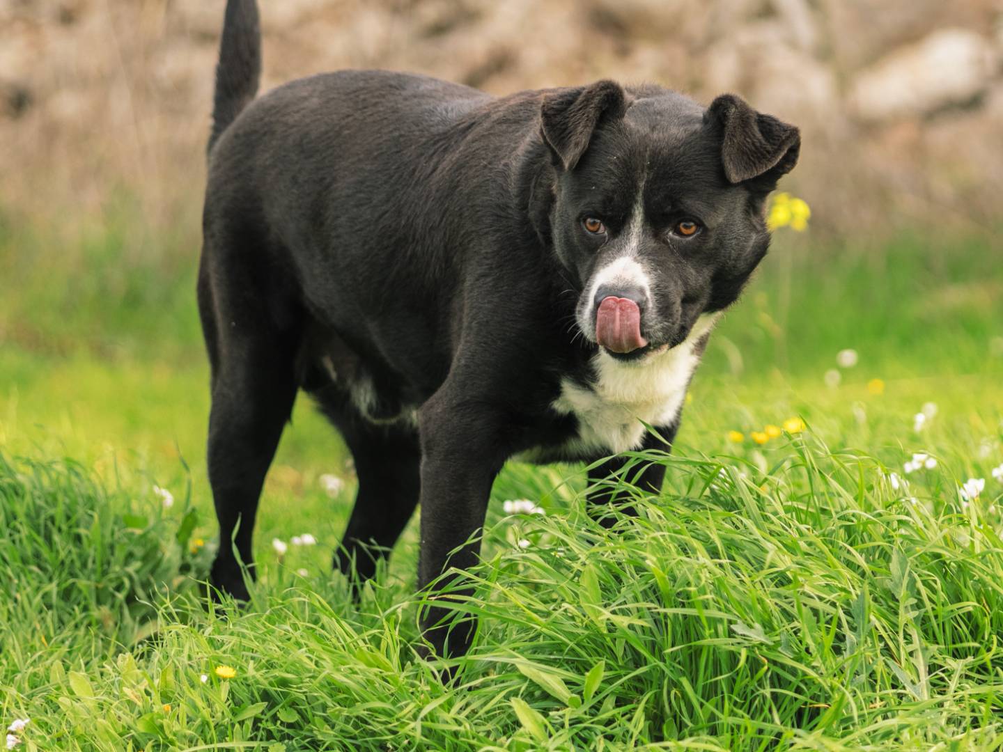 Adotta un cane, maschio, 6 anni, Bari
