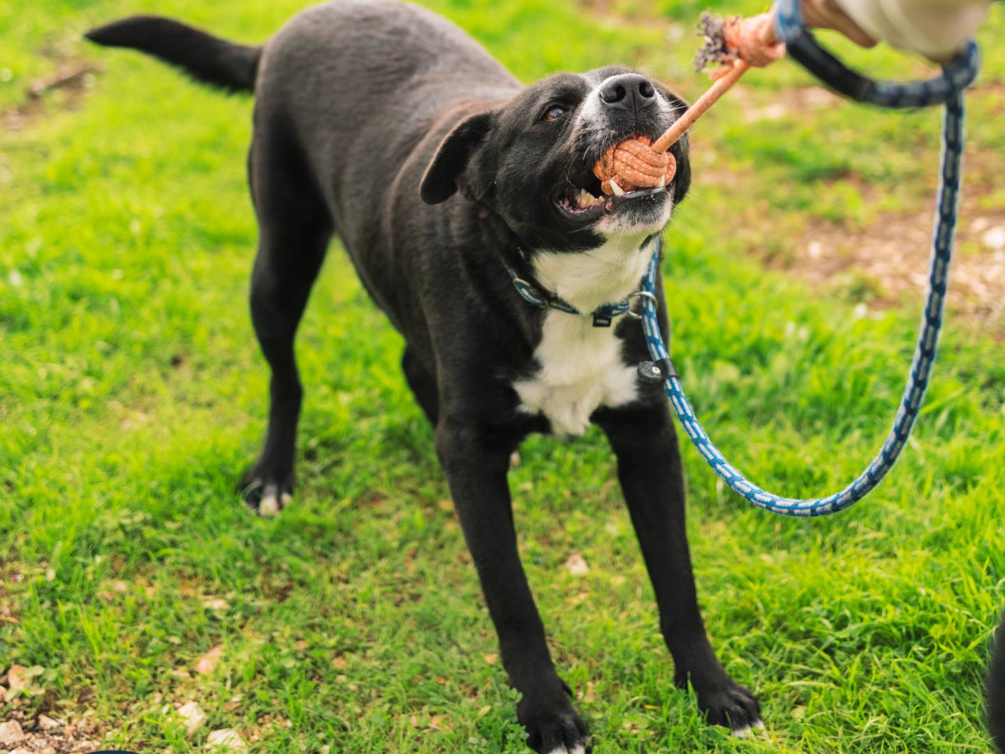 Adotta un cane, taglia grande, maschio, Bari