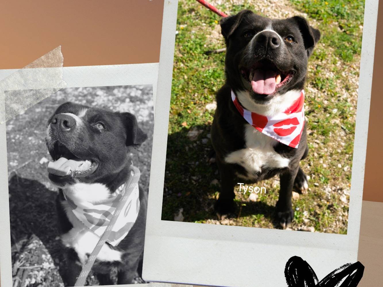 Vuoi adottare un cane a Bari?