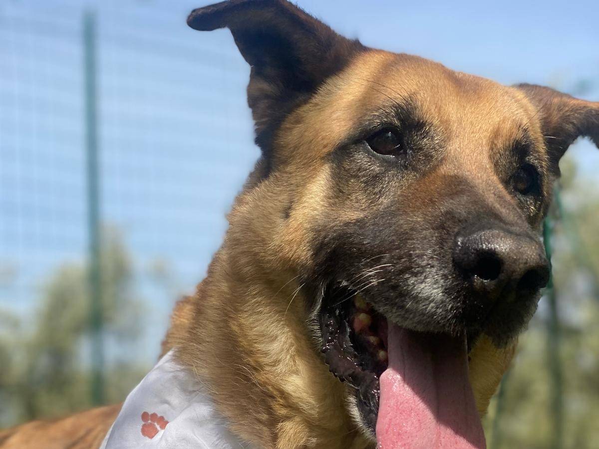 Adotta un cane, maschio, 6 anni, Bari