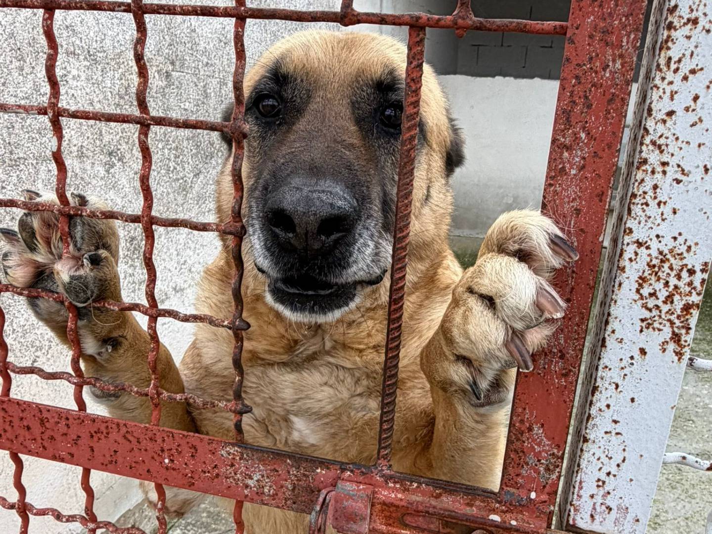 Adotta un cane, taglia grande, maschio, Bari