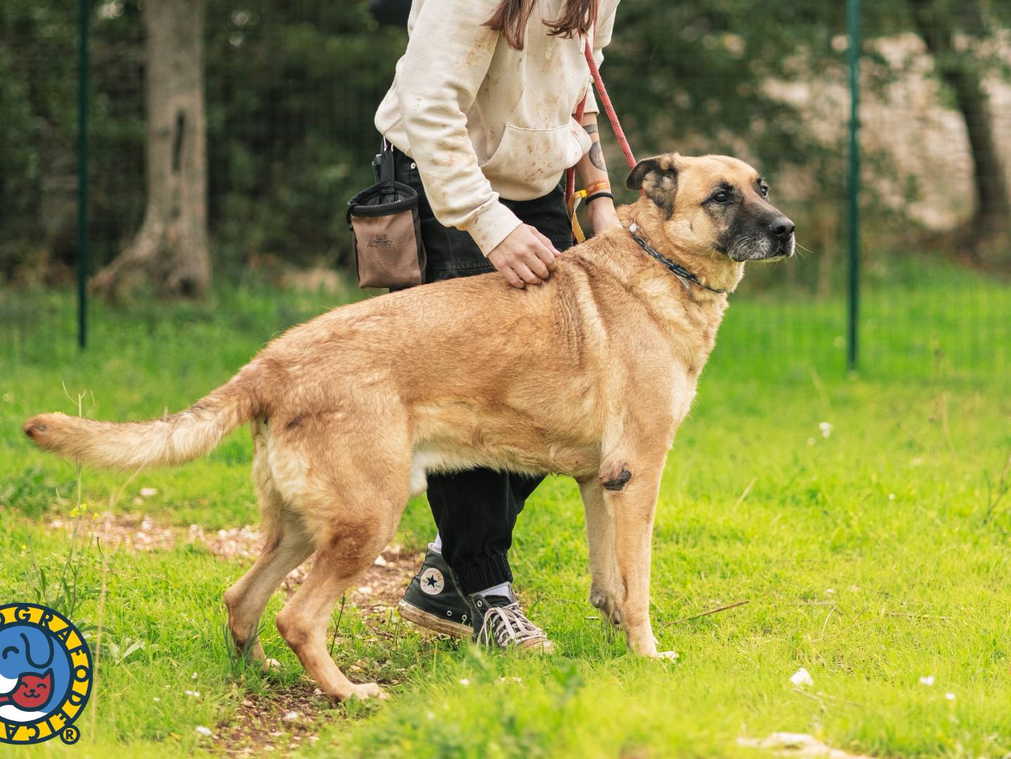 Vuoi adottare un cane a Bari?