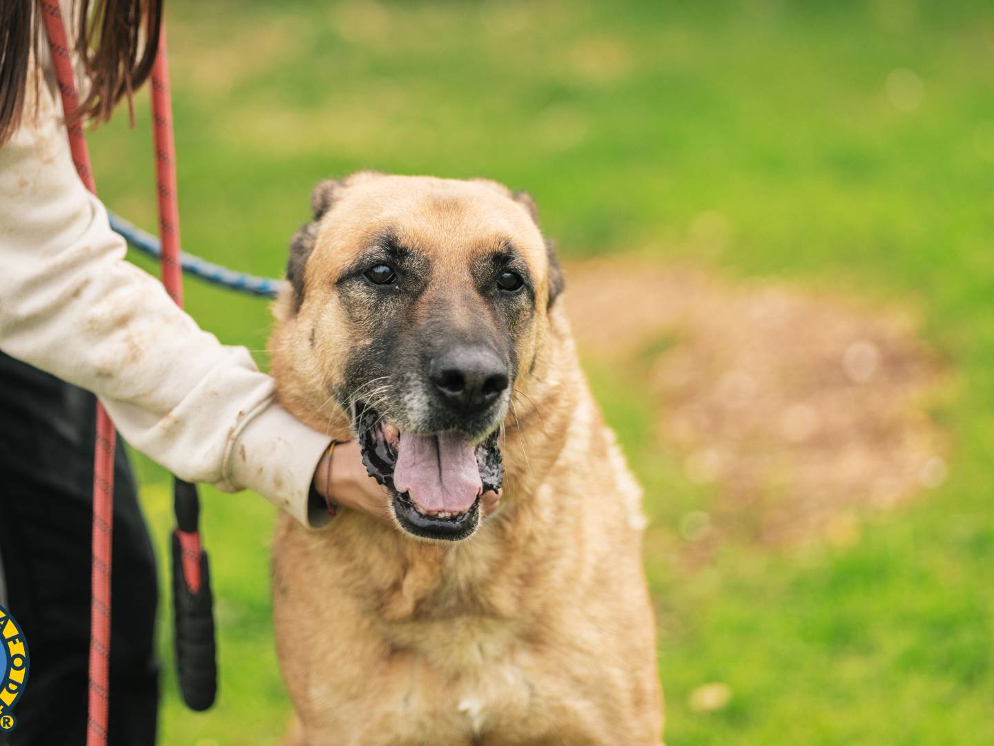 Adotta il cane Teo a Bari
