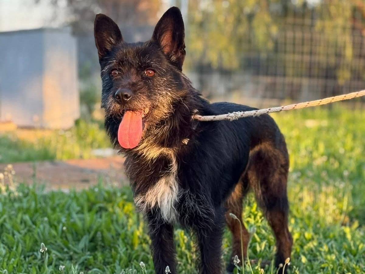 Adozione cane, femmina, Spinone Razza sconosciuta, 3 anni e 7 mesi, taglia media contenuta, Bari