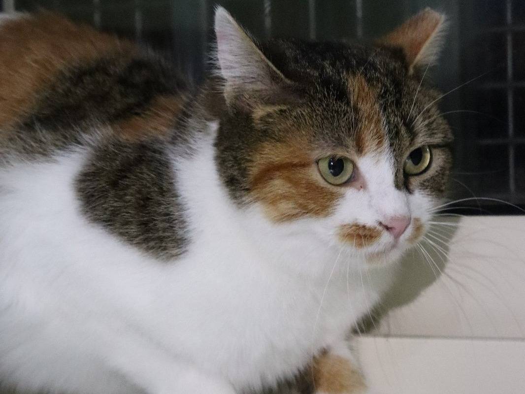 Adotta un gatto, femmina, 3 anni e 3 mesi, Barletta