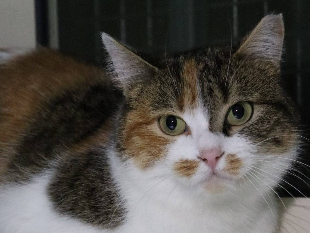 Adotta un gatto, taglia non valida, femmina, Barletta