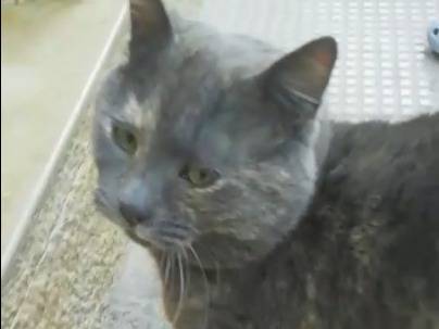 Adozione gatto, femmina, Razza sconosciuta Razza sconosciuta, 5 anni e 3 mesi, taglia non valida, Barletta