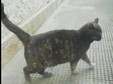 Adotta il gatto Raviolina a Barletta