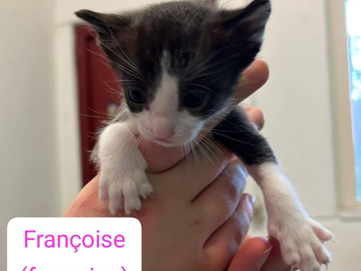 Adotta il gatto Angeli a Barletta