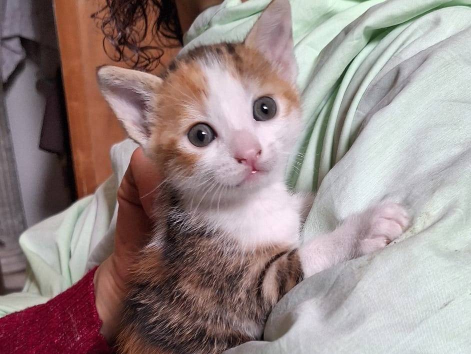 Adozione gatto, femmina, Razza sconosciuta Razza sconosciuta, 1 mesi, taglia non valida, Ferrara