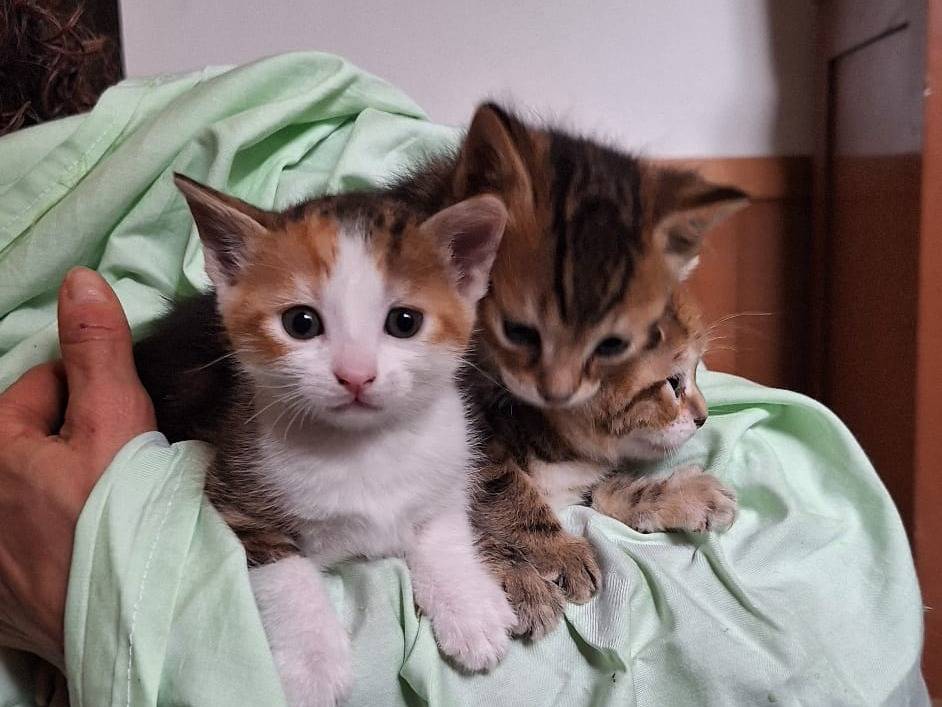 Adotta un gatto, femmina, 1 mesi, Ferrara