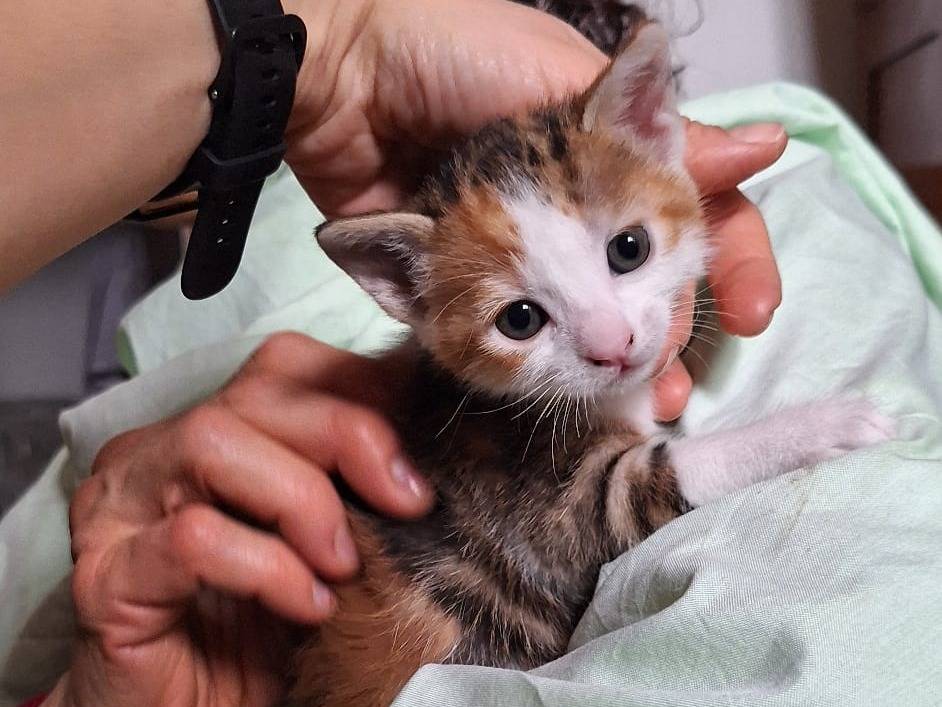 Adotta un gatto, taglia non valida, femmina, Ferrara