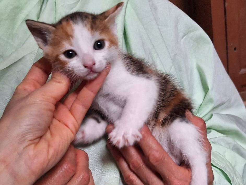 Vuoi adottare un gatto a Ferrara?