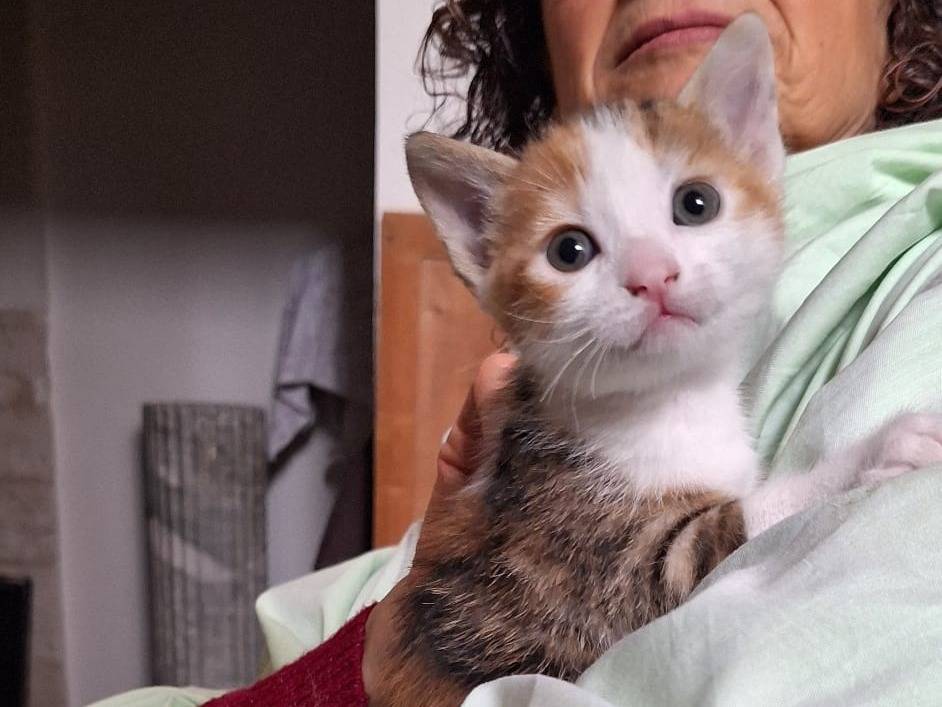 Adotta il gatto Primula a Ferrara