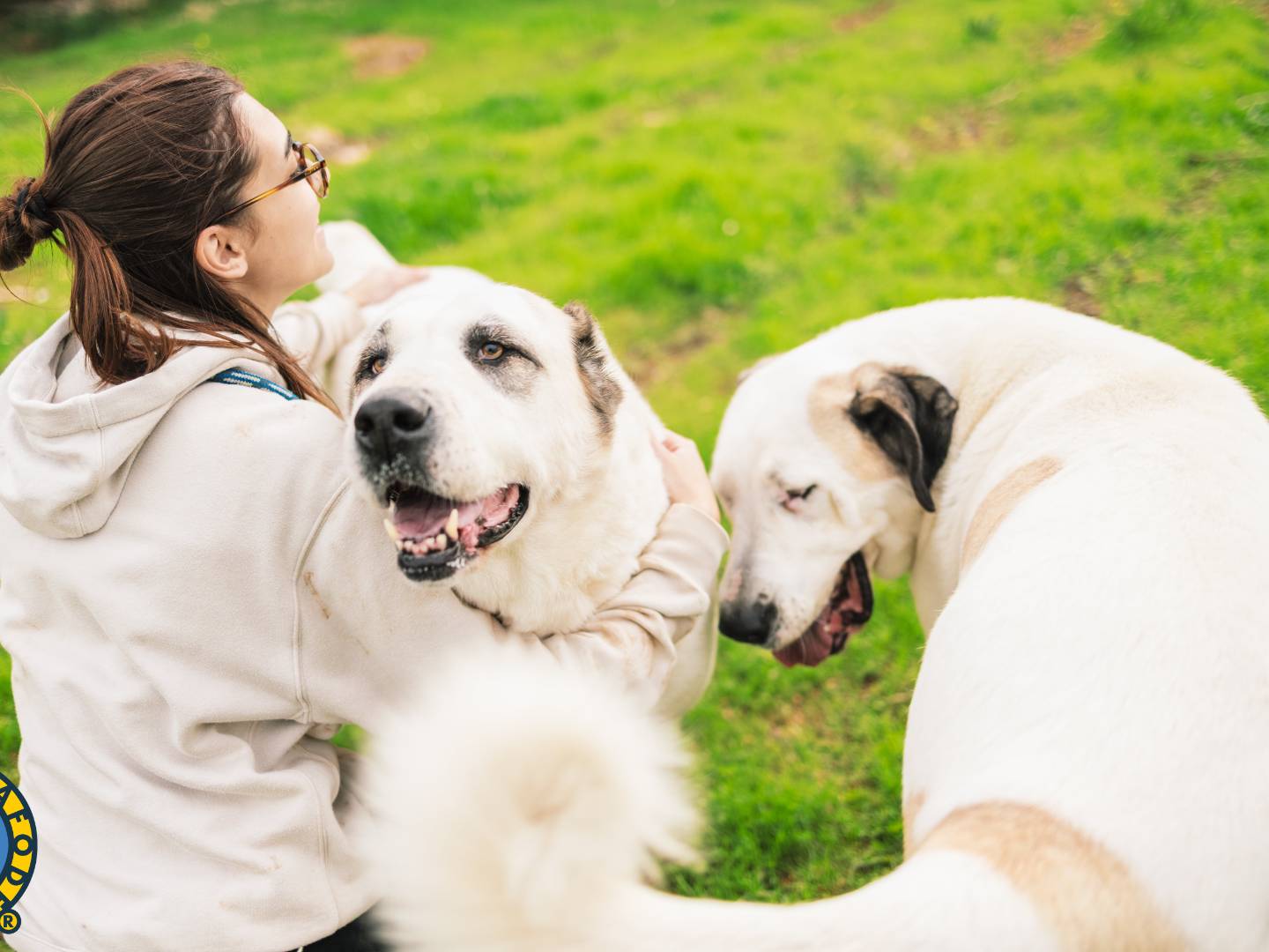 Vuoi adottare un cane a Bari?