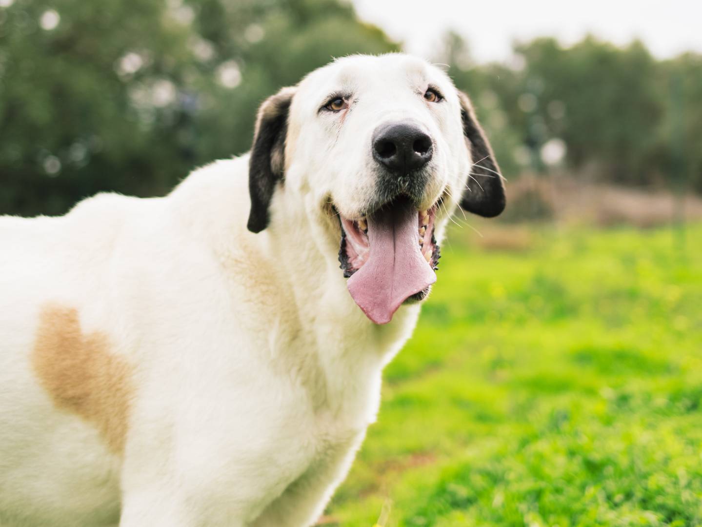 Adotta un cane, maschio, 6 anni, Bari