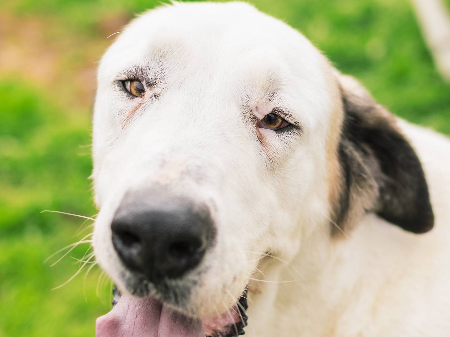 Adotta un cane, taglia gigante, maschio, Bari