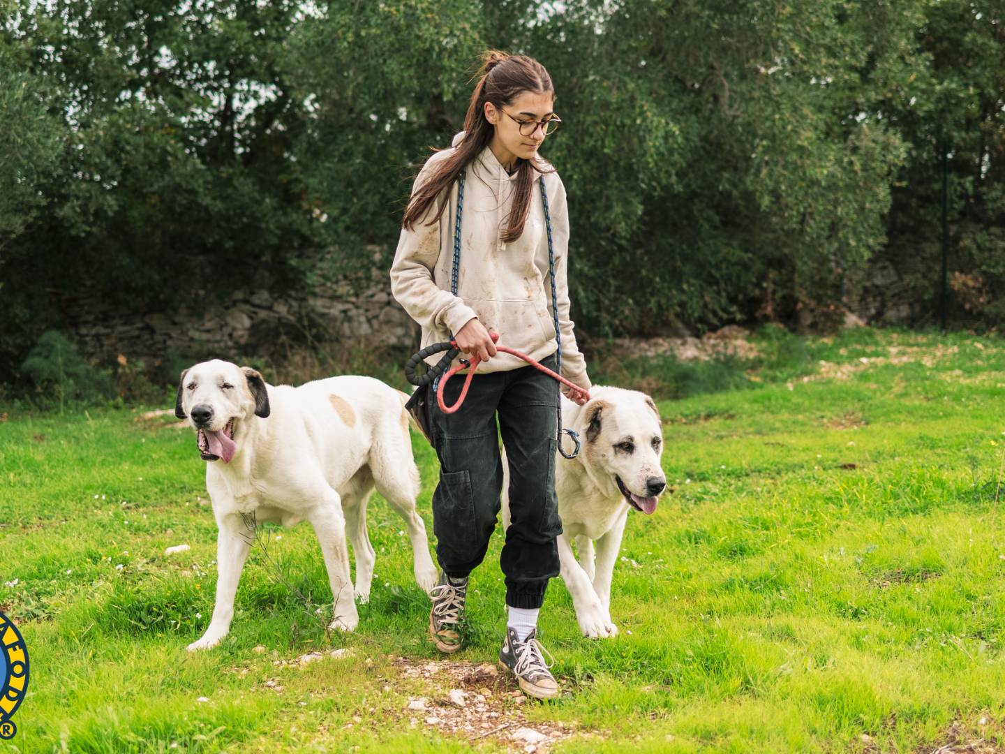 Adotta il cane Simba  a Bari