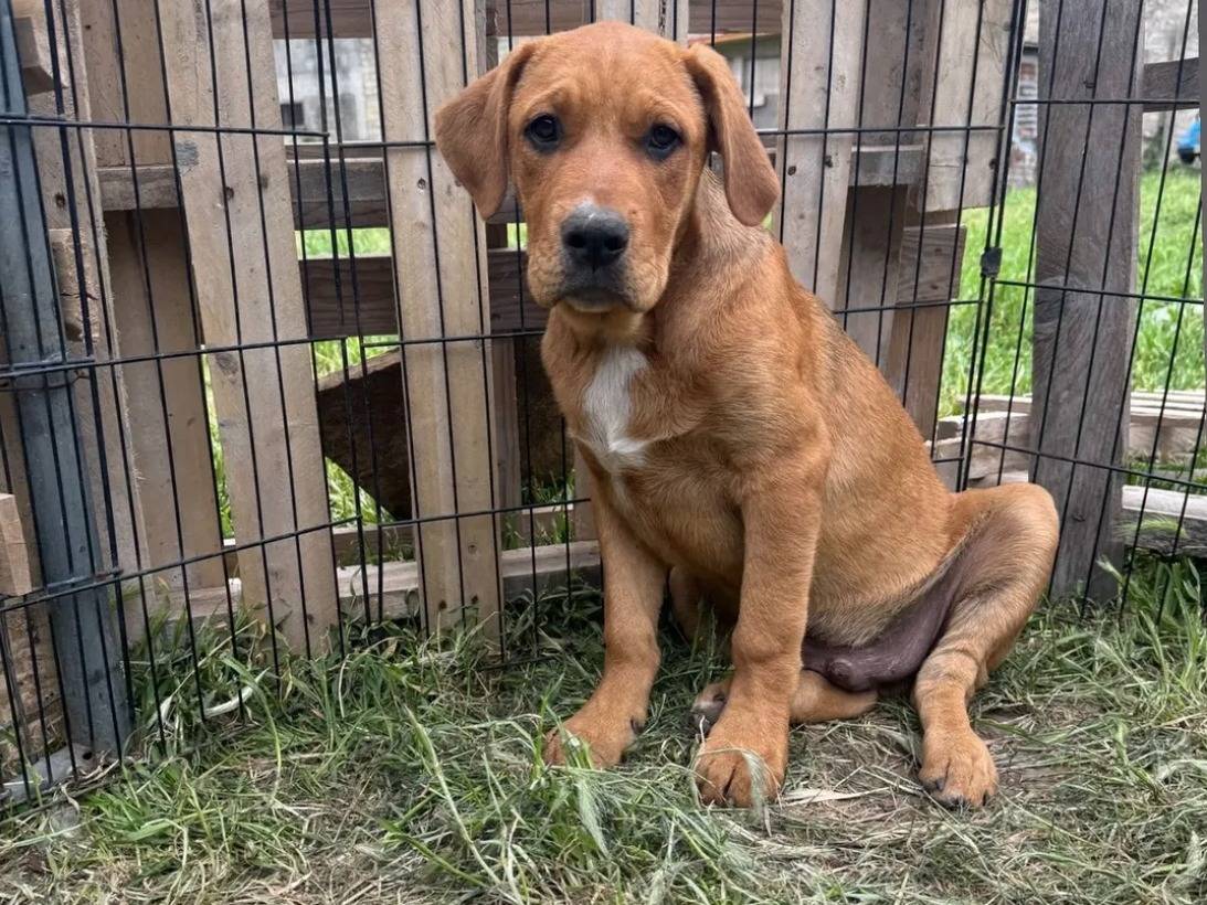 Adozione cane, maschio, Razza sconosciuta Razza sconosciuta, 4 mesi, taglia grande, Caserta