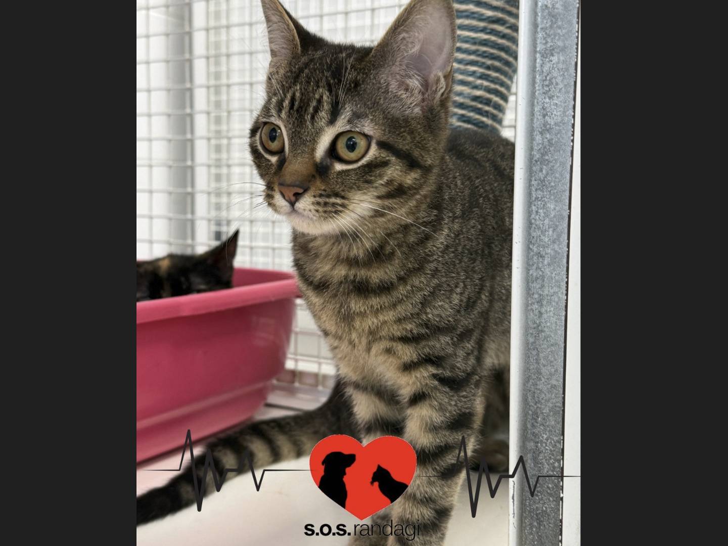 Adozione gatto, maschio, Razza sconosciuta Razza sconosciuta, 4 mesi, taglia non valida, Milano