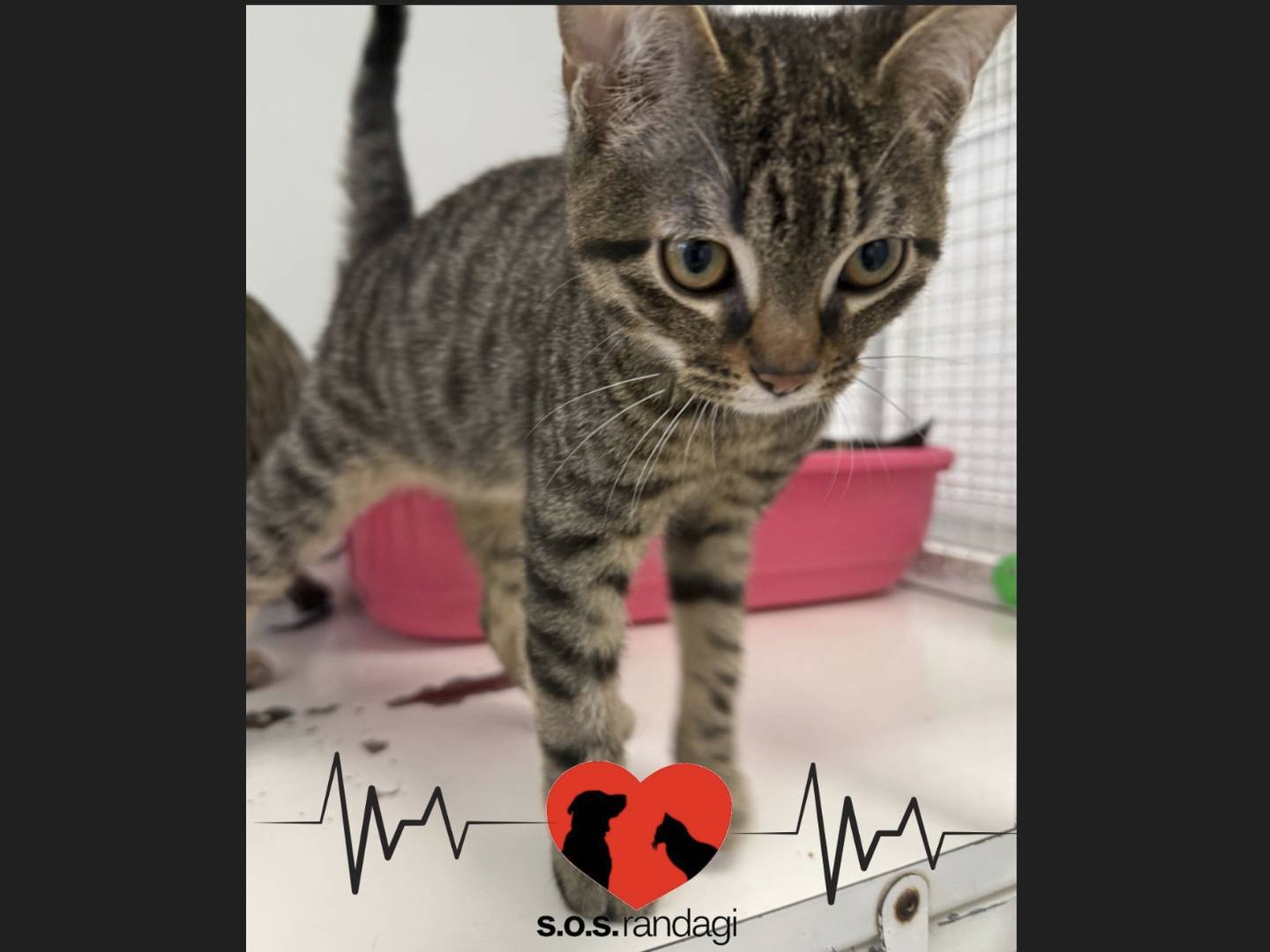 Adotta un gatto, maschio, 4 mesi, Milano