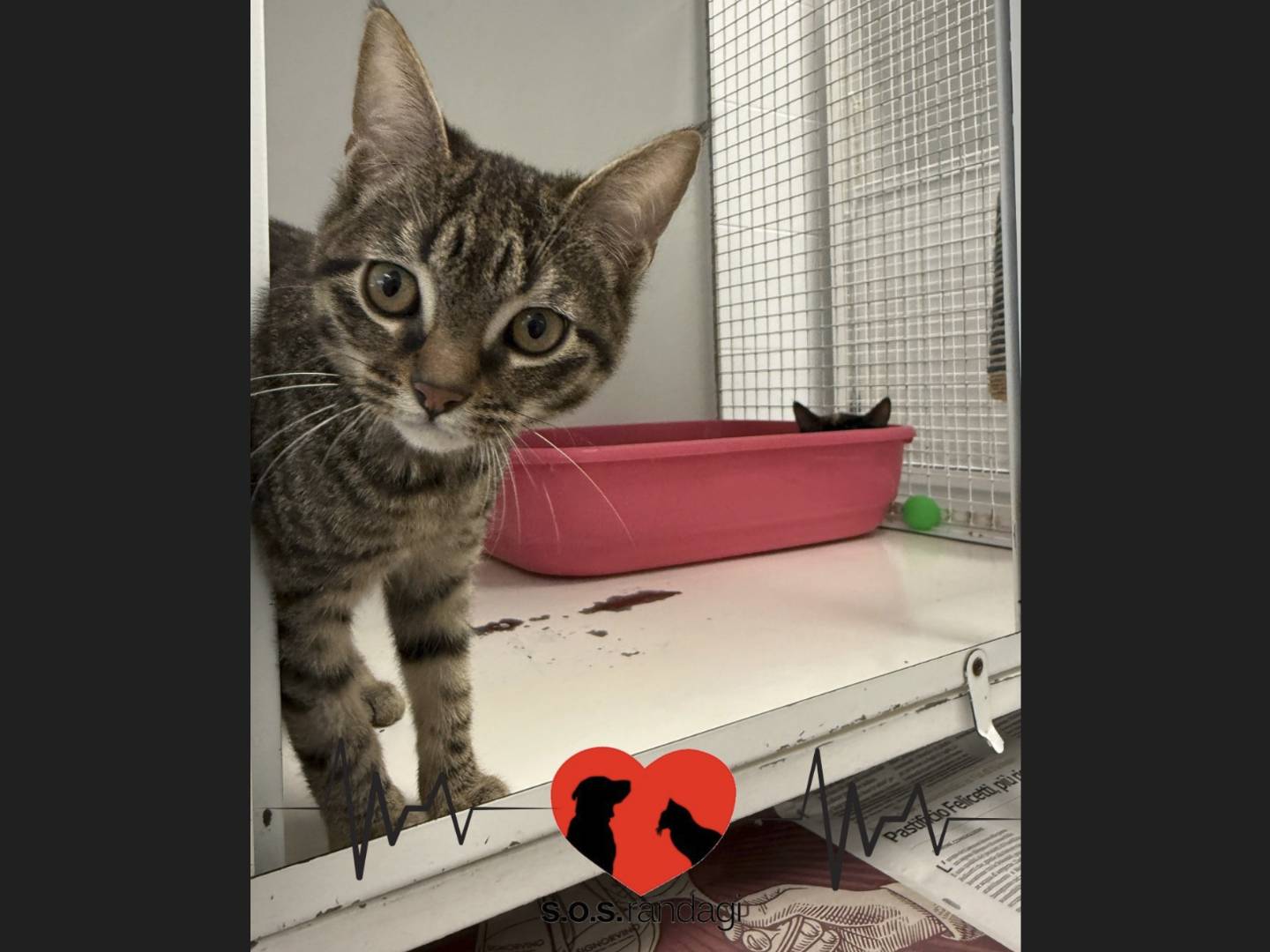 Adotta un gatto, taglia non valida, maschio, Milano