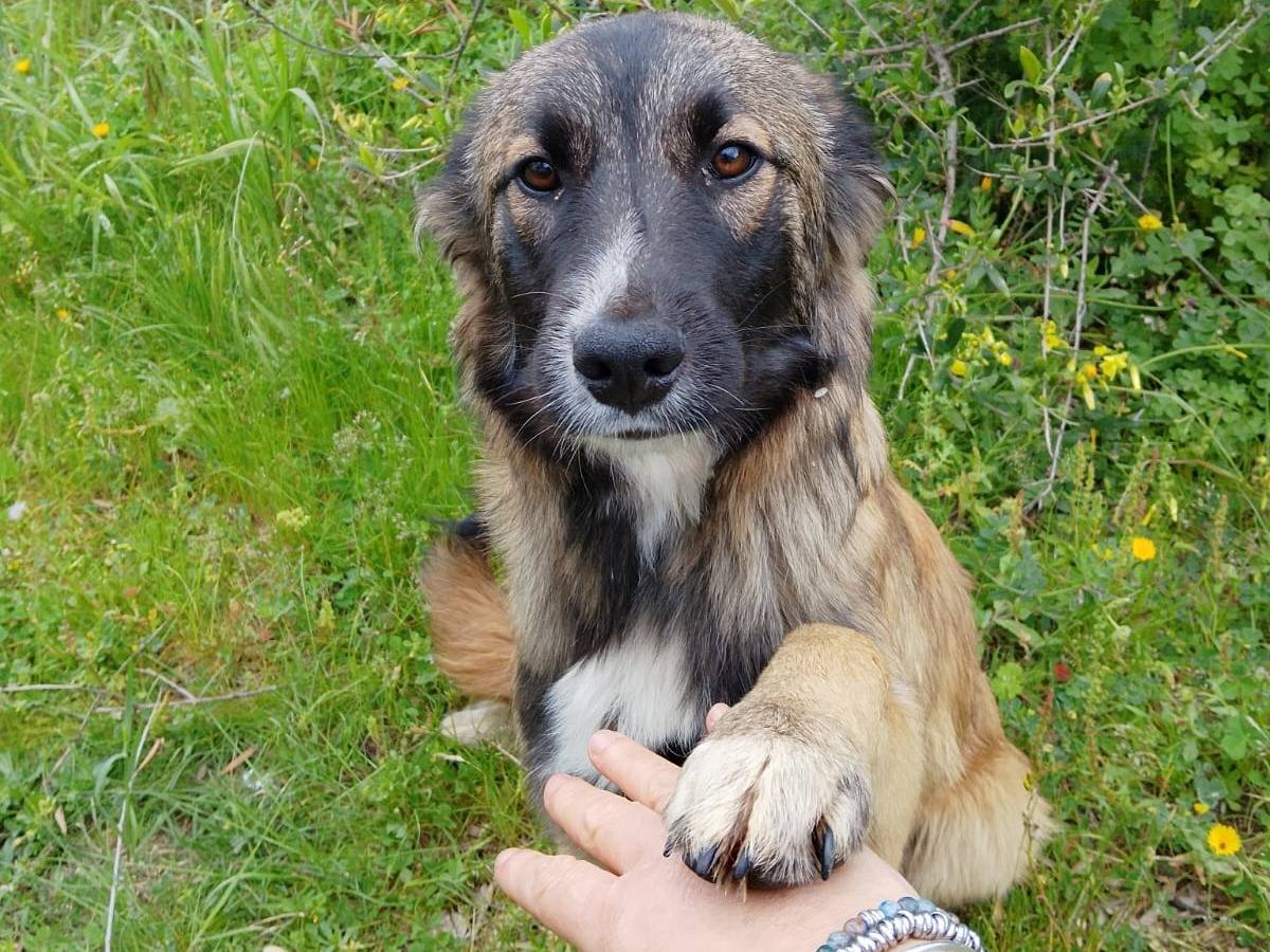 Adozione cane, maschio, Razza sconosciuta Razza sconosciuta, 5 mesi, taglia media, Vibo