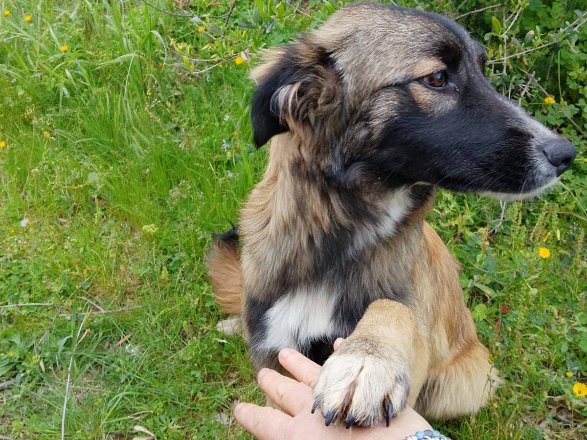 Adotta un cane, maschio, 5 mesi, Vibo