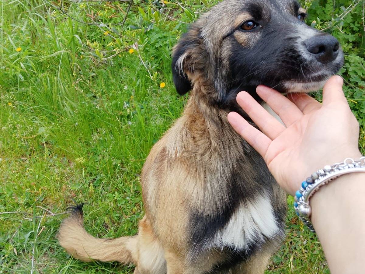 Adotta un cane, taglia media, maschio, Vibo