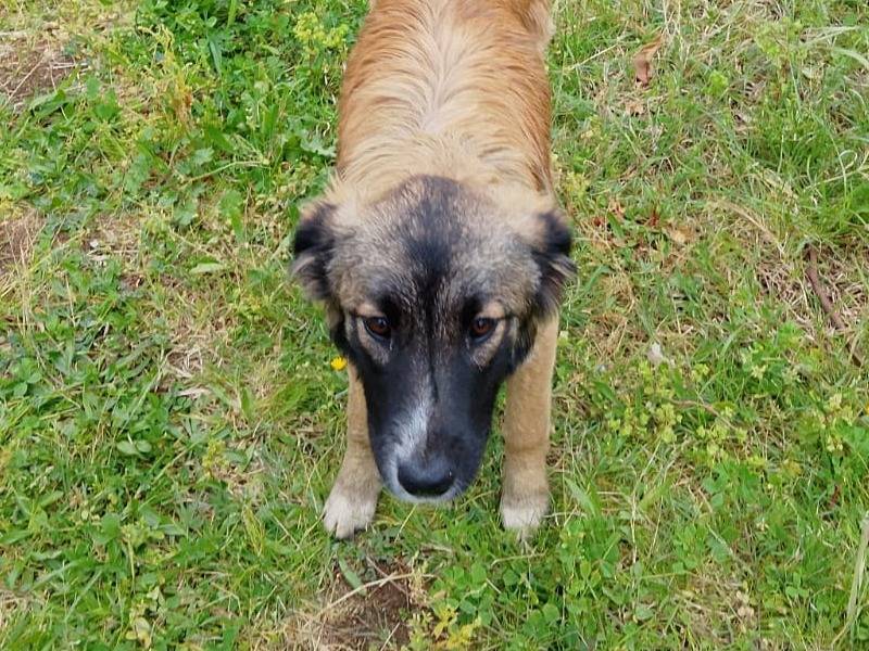 Vuoi adottare un cane a Vibo?