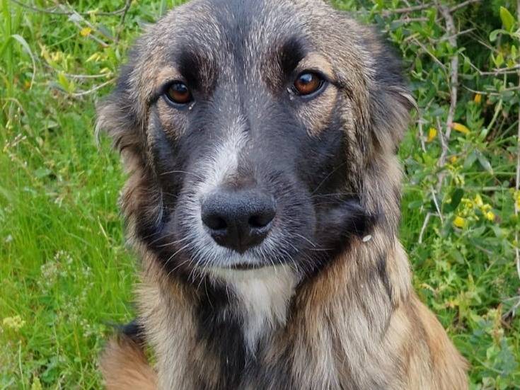 Adotta il cane APOLLO a Vibo