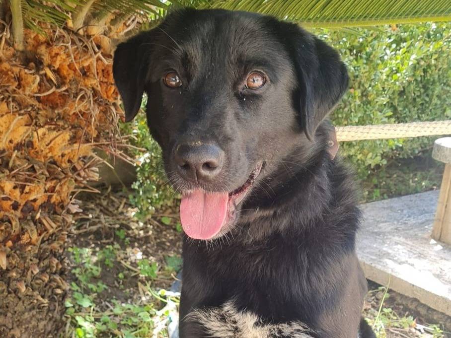 Adozione cane, maschio, Razza sconosciuta Razza sconosciuta, 1 anno, taglia media, Vibo