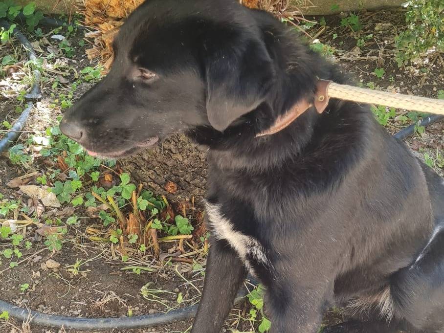 Adotta un cane, maschio, 1 anno, Vibo