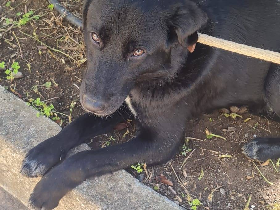 Vuoi adottare un cane a Vibo?