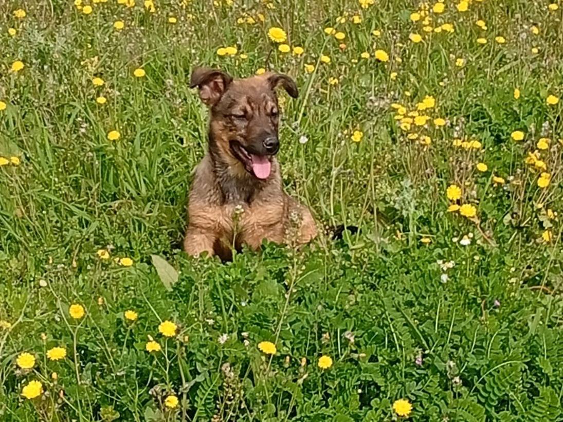 Adozione cane, maschio, Razza sconosciuta Razza sconosciuta, 4 mesi, taglia media, Foggia