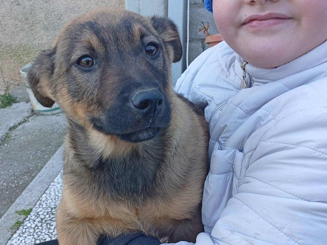 Adotta un cane, maschio, 4 mesi, Foggia