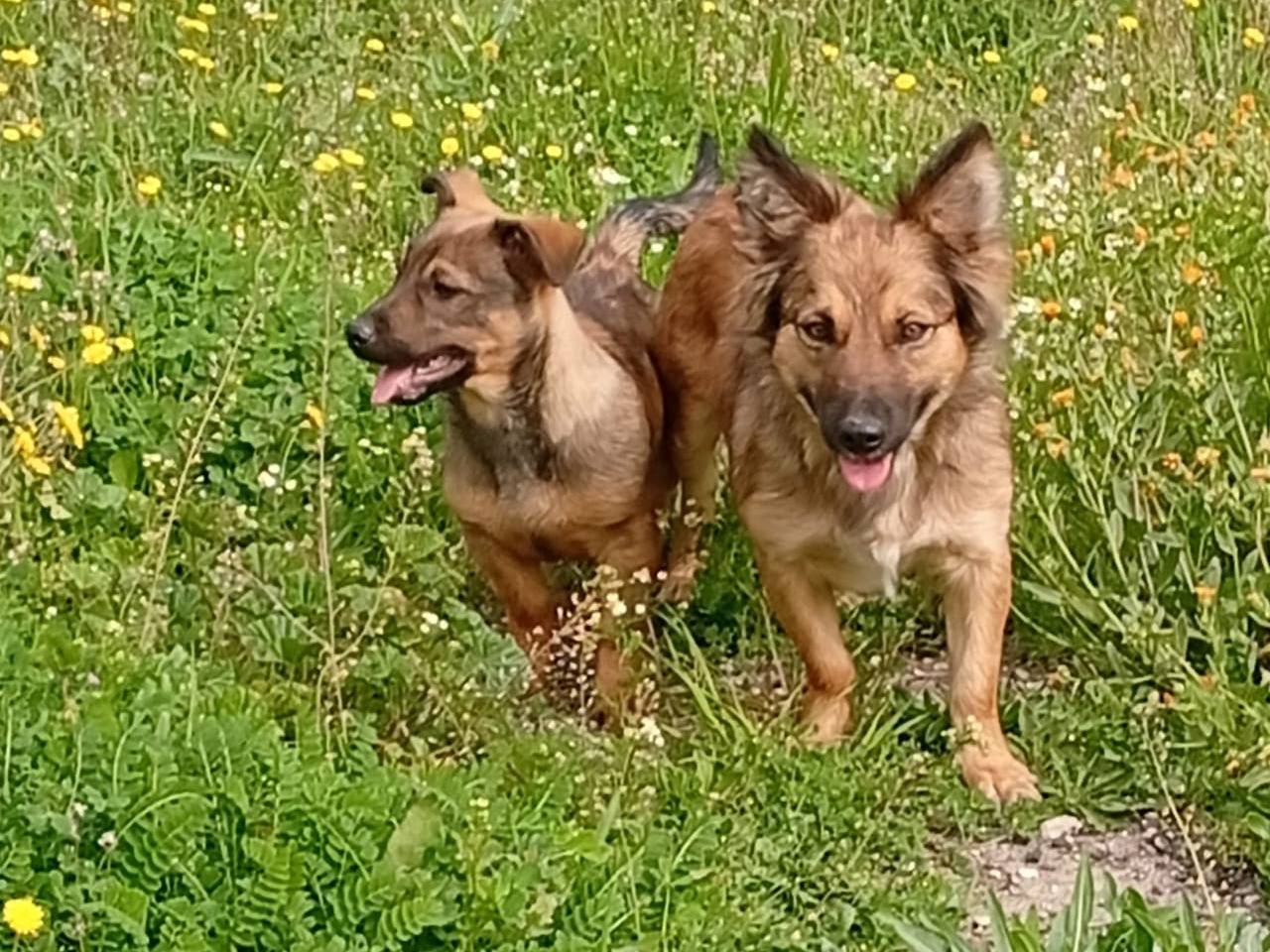 Adotta un cane, taglia media, maschio, Foggia