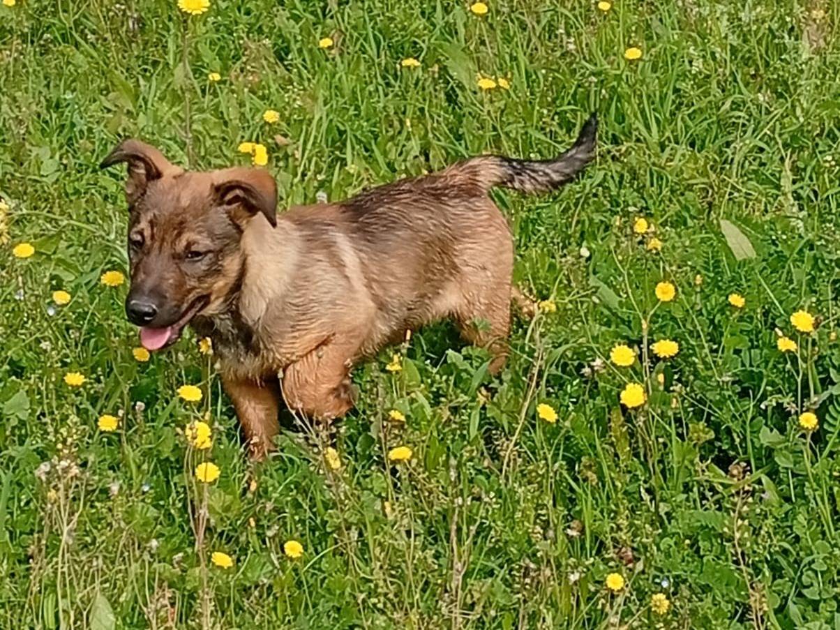 Vuoi adottare un cane a Foggia?