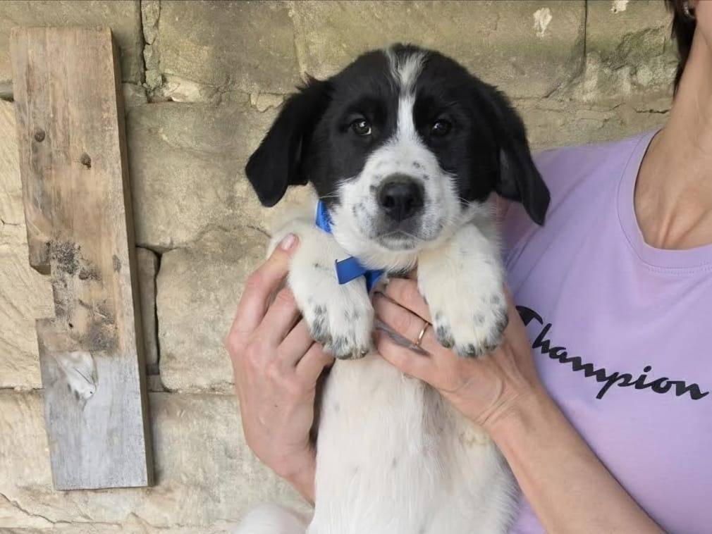 Vuoi adottare un cane a Taranto?