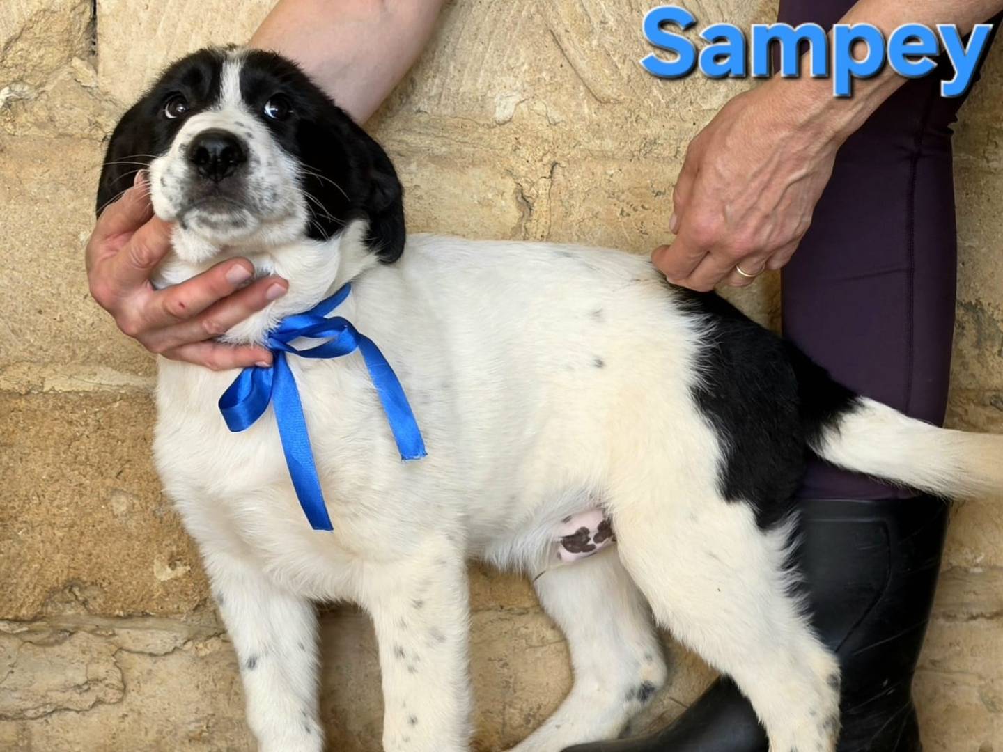 Adotta il cane Sampei a Taranto