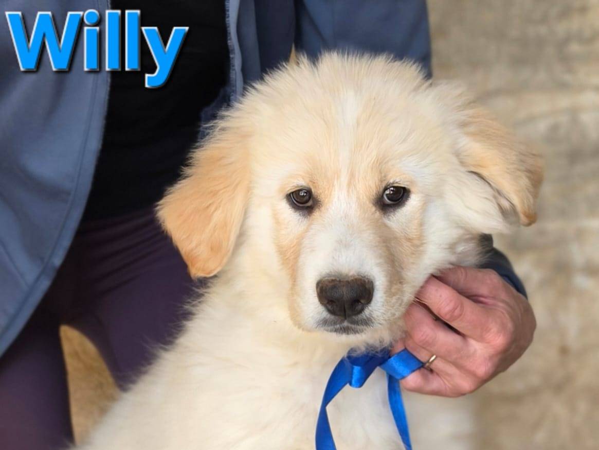 Adozione cane, maschio, Razza sconosciuta Razza sconosciuta, 2 mesi, taglia grande, Taranto