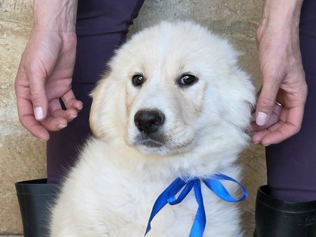 Adotta un cane, maschio, 2 mesi, Taranto