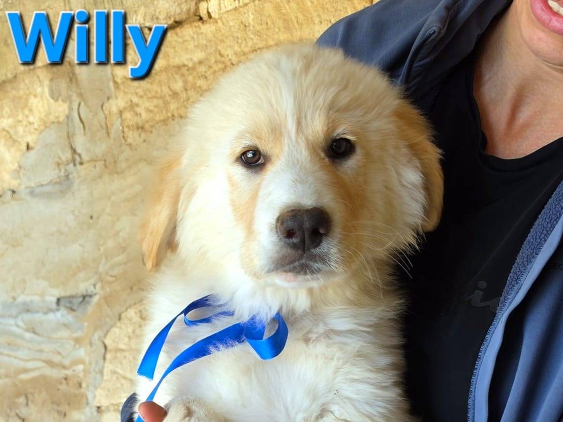 Adotta un cane, taglia grande, maschio, Taranto