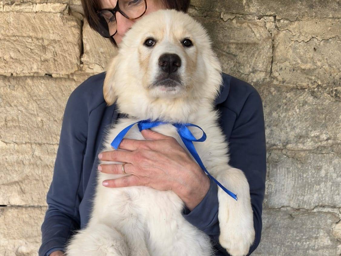 Vuoi adottare un cane a Taranto?