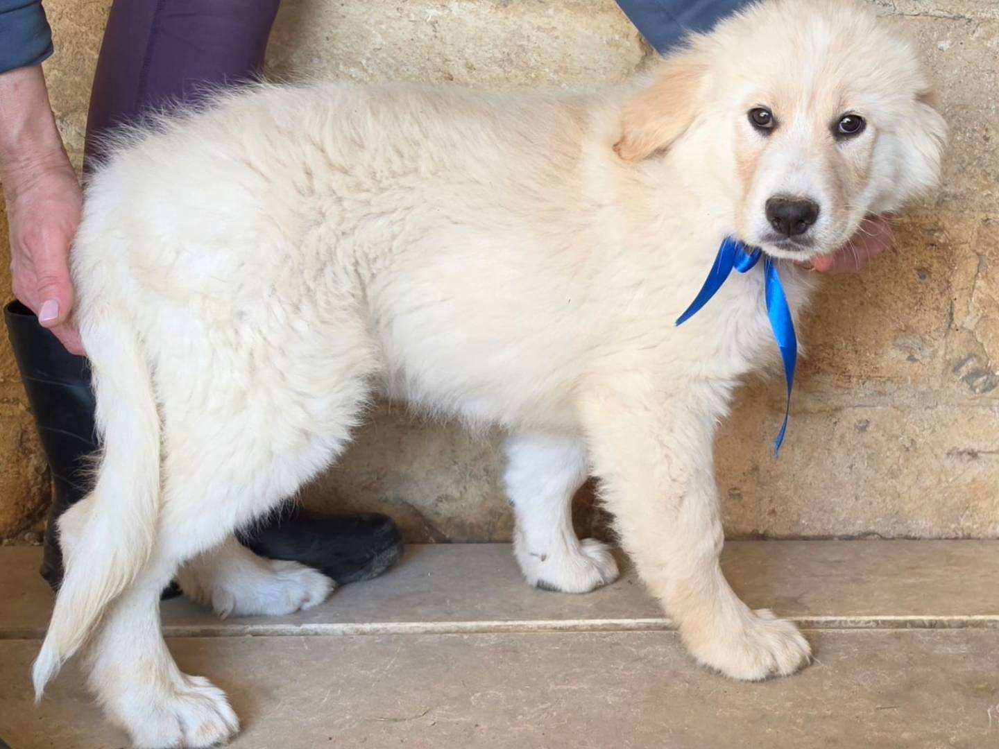 Adotta il cane Willy a Taranto