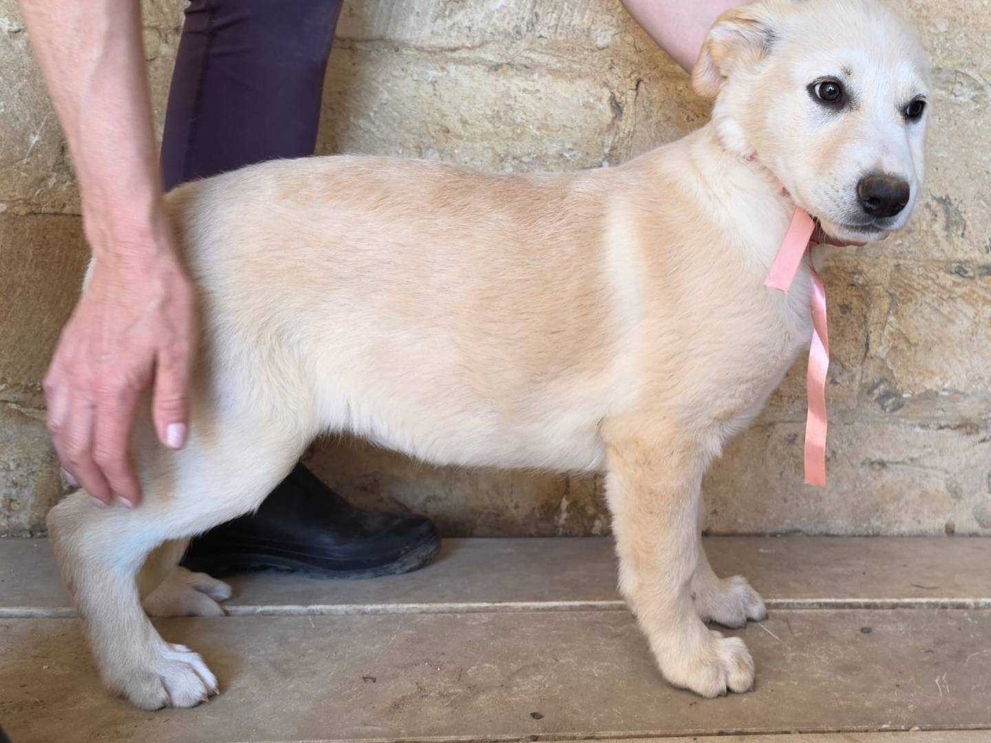 Vuoi adottare un cane a Taranto?