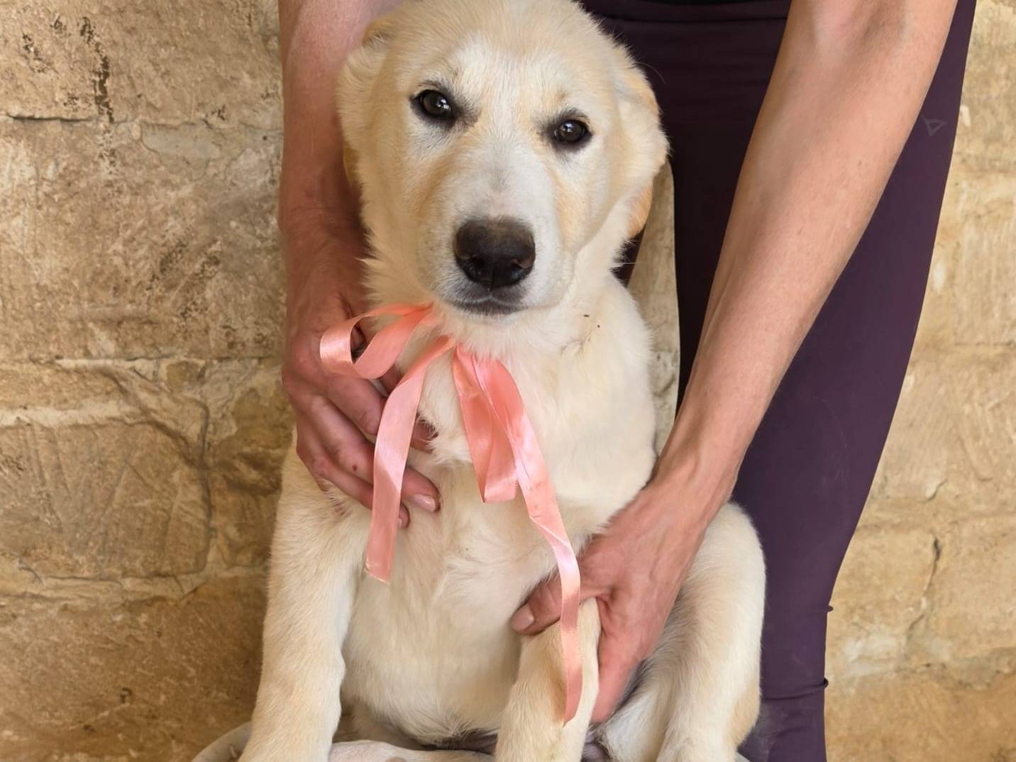 Adotta il cane Lamu a Taranto